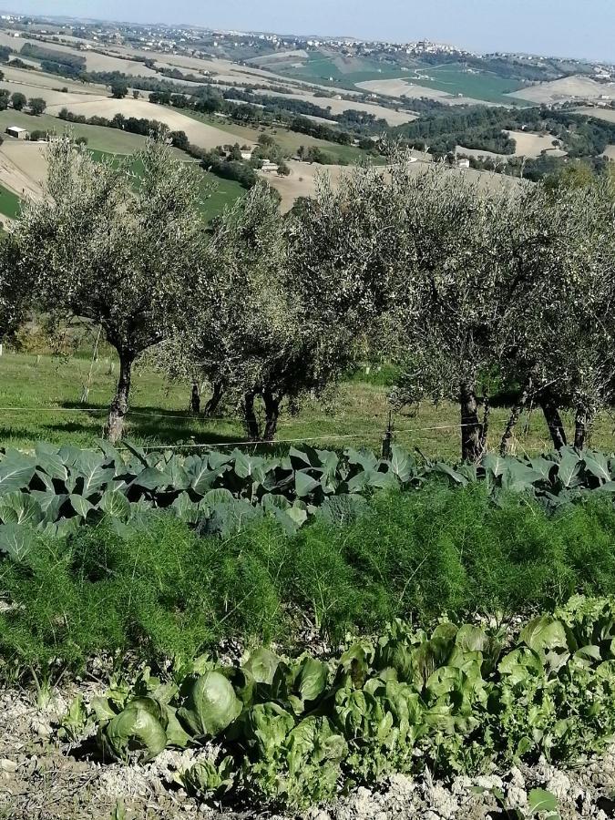 Casale San Martino Agriturismo Bio Sant'Angelo in Pontano Exteriér fotografie